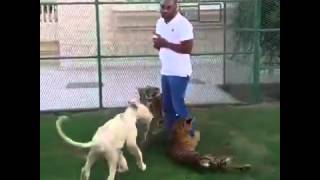 JUGANDO CON FELINOS CACHORROS