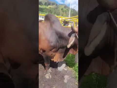 Ceba de toro en El Espino Boyacá.