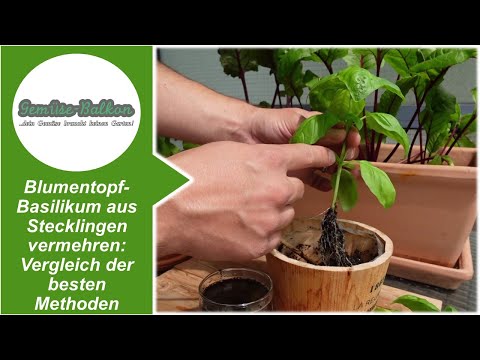 Basilikum 🌿 aus Stecklingen vermehren: Vergleich der besten Methoden