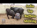 World S Top Murrah Buffalo Laddo Full Milking At CIRB Haryana Beniwal Dairy Farm