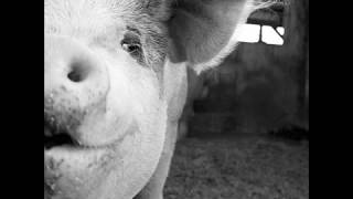 PIG – One For The Neck