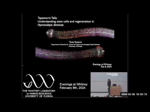 Evenings at Whitney-Tapeworm Tails:Understanding stem cells and regeneration in Hymenolepis diminuta
