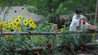 The life of tomato~The flowers bloomed,and the tomatoes are now red.Tomato hot pot!Here we go!Liziqi