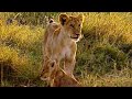Big Brother Lion Little Big Cat BBC Earth