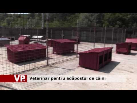 Veterinar pentru adăpostul de câini