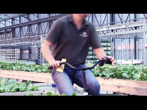 Floricultura Phalaenopsis greenhouse