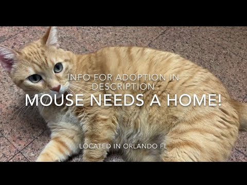 Mouse The Garfield Cat Needs Your Help!