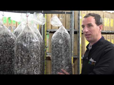 Discovery: Growing mushrooms on recycled coffee grounds