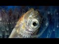 How Portuguese Man O' War stings and eats prey | Blue Planet II