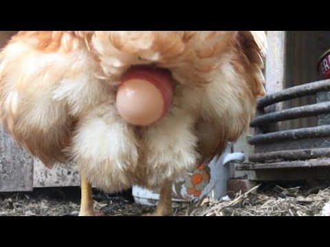 Chicken Laying Egg Close Up - 4K