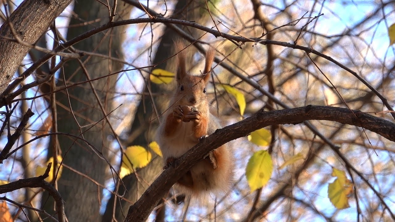 Cute Eurasian Red Squirrel eating a nut