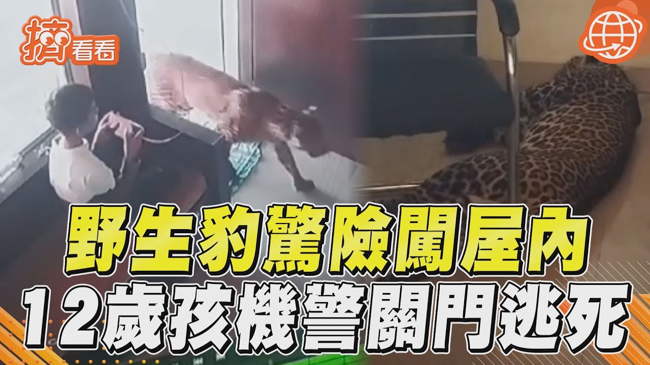 影音／野生豹闖屋「僅隔30cm」　12歲男孩機警關門逃死劫