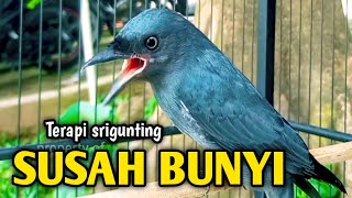 Download lagu srigunting abu abu gacor AMPUH buat PANCINGAN srigunting abu biar bunyi | burung srigunting gacor mp3