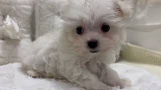 マルチーズの動画01