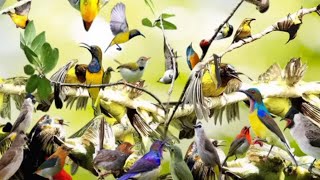 Download lagu Suara pikat  burung semua burung , Sogon ,prenjak , Sepah raja , #fyp #kolibrininja #kolibri mp3