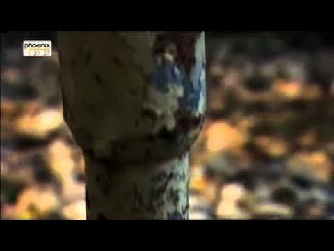 ˽DOKU˽ Katastrophe unter Tage Das Trauma von Lengede