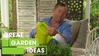 How to Propagate Buxus | Gardening | Great Home Ideas