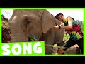 Elephant Dance Song Maple Leaf Learning