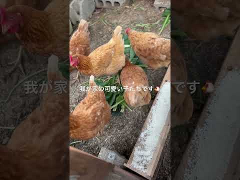 なぜ鶏にお酢を与えるのでしょうか？鶏小屋で何の役に立つの？  庭園