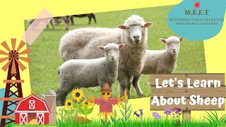 Let's Learn About Sheep! online preschool learning videos for kids