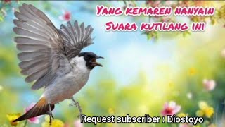 Download lagu MP3  crecetan KUTILANG RIBUT AMPUH UNTUK PIKAT BURUNG KECIL DAN BESAR mp3