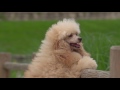 Royal Canin Poodle Adult 1,5kg