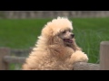 Krmivo pre psa Royal Canin Poodle Adult 7,5 kg