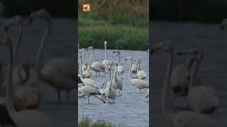 Flamingo Sounds (Real Audio of Flamingos Wading and Calling)