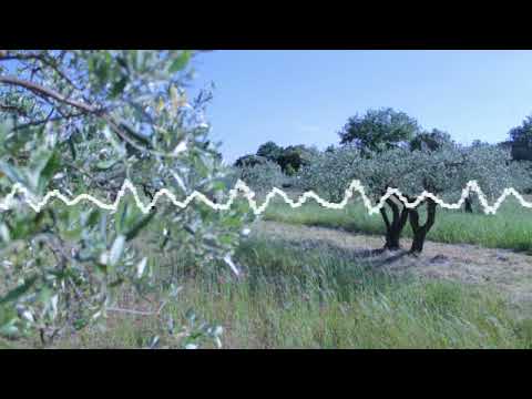 Les premières olives sont arrivées au moulin de Villeneuve