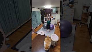 A Horny Money World ～伝説の夜 🎵 #宝鐘マリン 🎶 #バランスボール #アクロバット #動じない猫達 #毎日更新 #バランスボール #リズム感 #バランス感覚