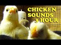 Chicken Chicks Sounds 3 Hour 40 Minute
