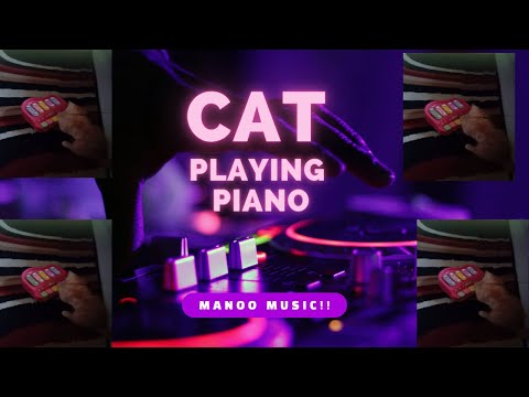 From Kitty to Keys: Watch Manoo the Cat Rock the Piano! #catpiano  #catfun