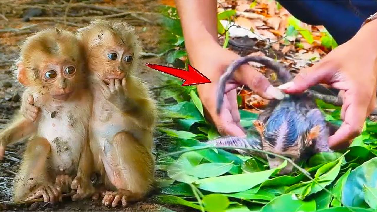 Baby monkey abandoned by mother in the forest, baby monkey is alone and scared