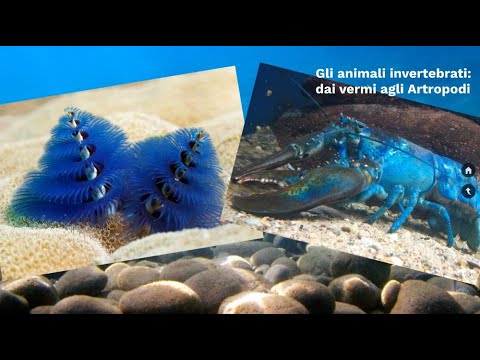 SCIENCE SUPERSYNTHESIS: Invertebrate Animals - From Worms to Arthropods (First Grade)