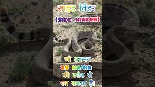 fastest Snake in the world || Sidewinder 29 km/hr #shorts #intrestingfacts #sidewinder #snake