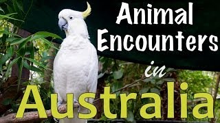 AUSTRALIAN ANIMAL ENCOUNTERS | Magnetic Island, Queensland