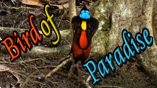 🦜 Bird of Paradise Courtship Dance 🕺💃
