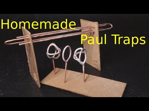 Homemade Paul Trap