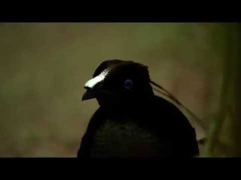 Beauty of nature,amxing video,video song