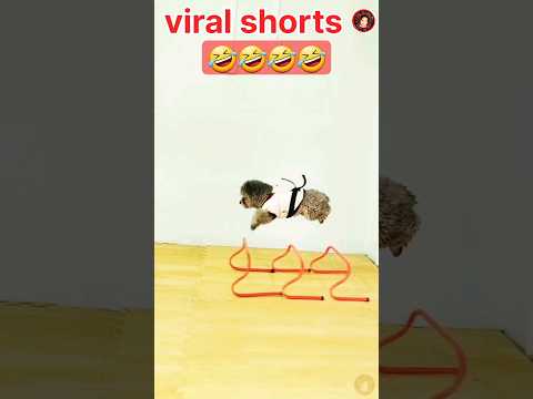 this is a super dog🤣🤣🤣 #shorts video #viral shorts #fanny #short #ytshorts #trending #comedy #rells