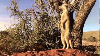 Gosa meerkat gang episode 2..