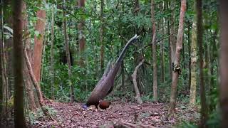 Download lagu Menarik |  Tarian Burung Raja Hutan - 24 November 2025 mp3