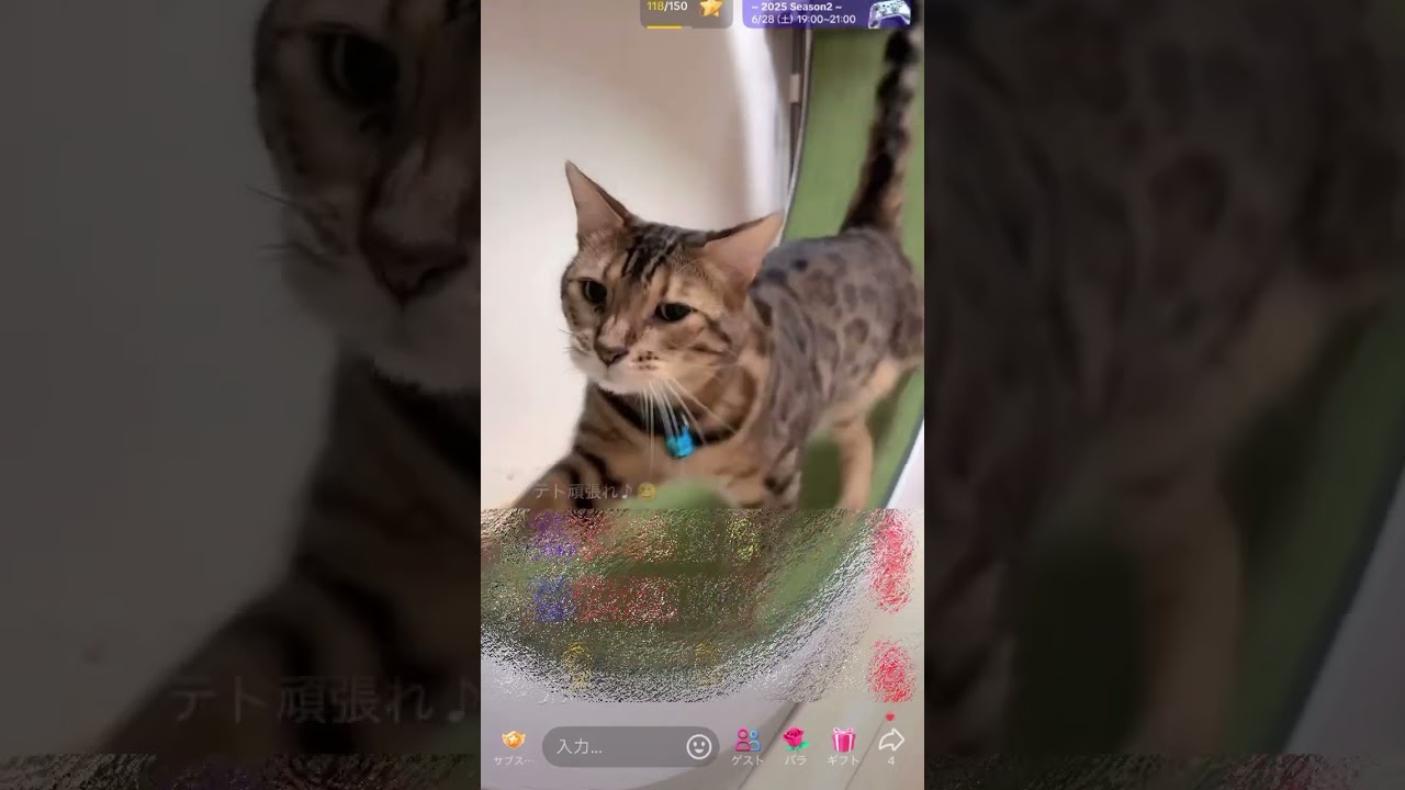 キャットホイール最高だよね💙 #shorts #ベンガル猫 #にゃんたまhouse