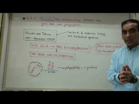 Ein Gen, ein Polypeptid- One Gene One Polypeptide