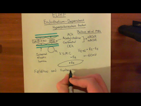 Endothelium Dependent Hyperpolarization Factor Part 1 - YouTube