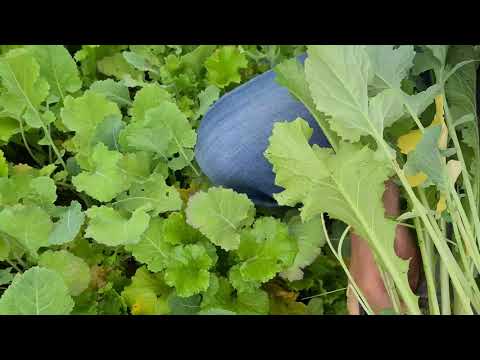 KWS Fit4NEXT WINTER N-MIN Zwischenfrucht-Mischung