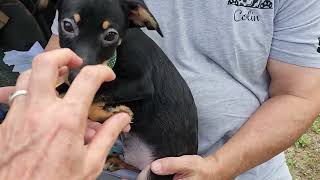 Video preview image #1 Doxie-Pin Puppy For Sale in Bandera, TX, USA