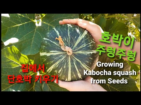 , title : '단호박 키우기/단호박 성장과정/공짜로 모종얻는법/씨앗발아/첫수확/호박 공중재배/텃밭에서 단호박 재배방법/Growing Kabocha Squash from Seeds/미국일상Vlog'