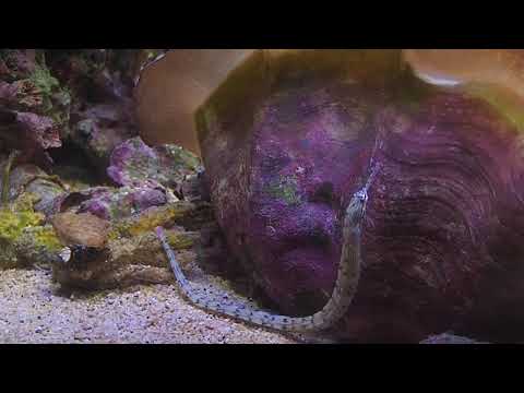 191208 rare fish in a reef aquarium