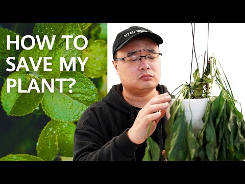How To: Save My Plant